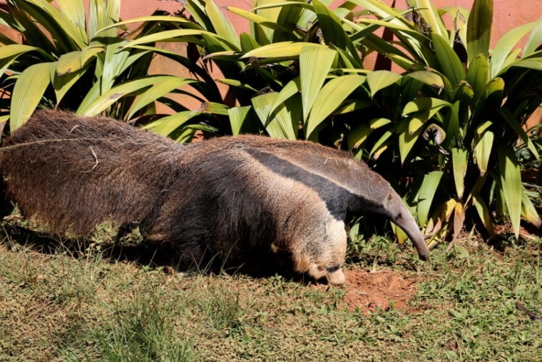 Do Anteaters Make Good Pets? 10 Things You Need to Know! | Pet Keen