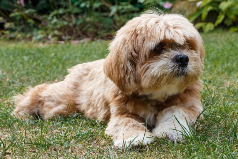 Be-Apso (Beagle & Lhasa Apso Mix) Dog Breed: Pictures, Temperament & Care |  Pet Keen