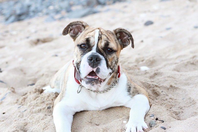 Australian Bulldog Breed Pictures, Care Guide & More! | Pet Keen