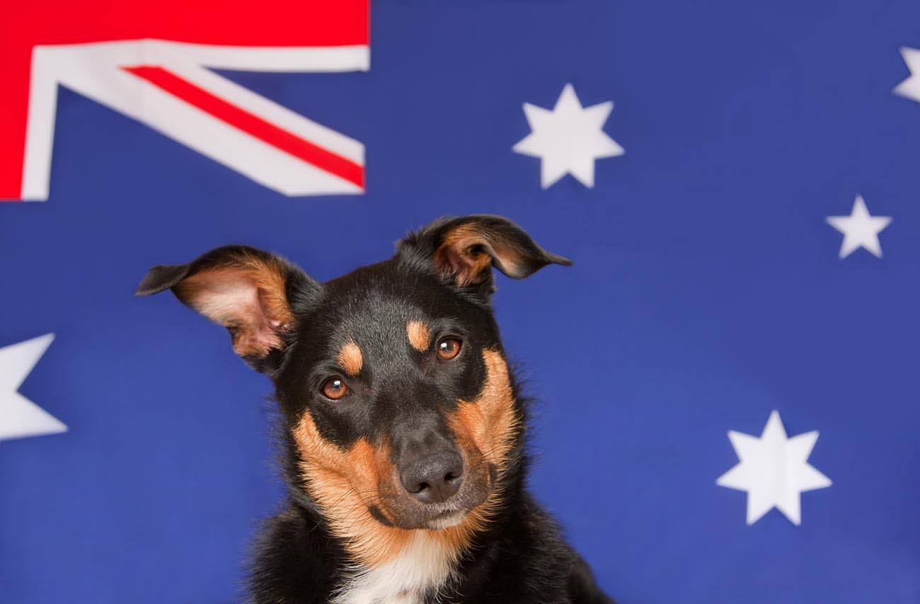 Australian Dog Breeds (with Pictures) | Pet Keen