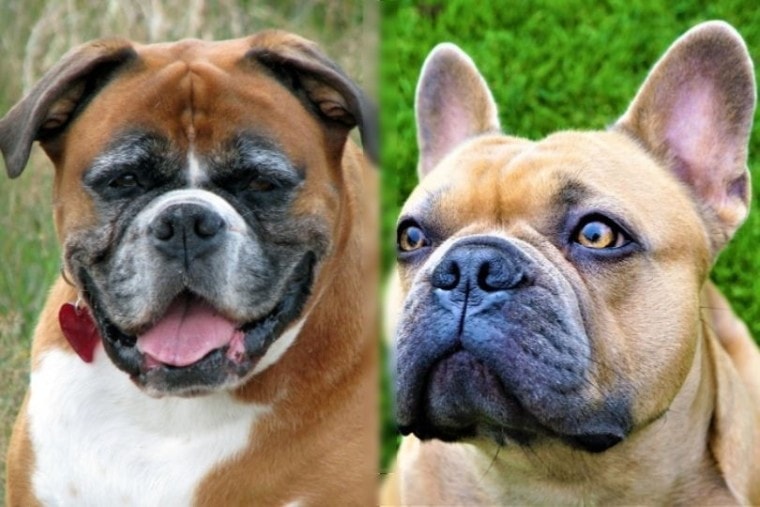 Banter Bulldogge (Boxer & Bulldog Mix) Dog Breed: Pictures, Care Guide ...