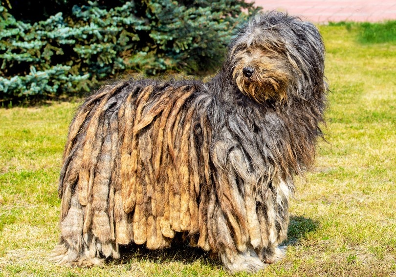 12 Shaggy Dog Breeds That Have Some Big Hair (With Pictures) – Dogster