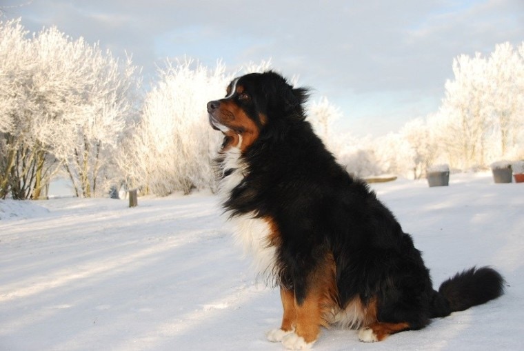 Bernese-Mountain-Dog-in-the-snow
