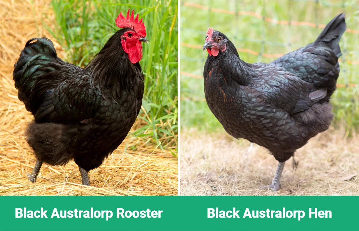australorp rooster vs hen