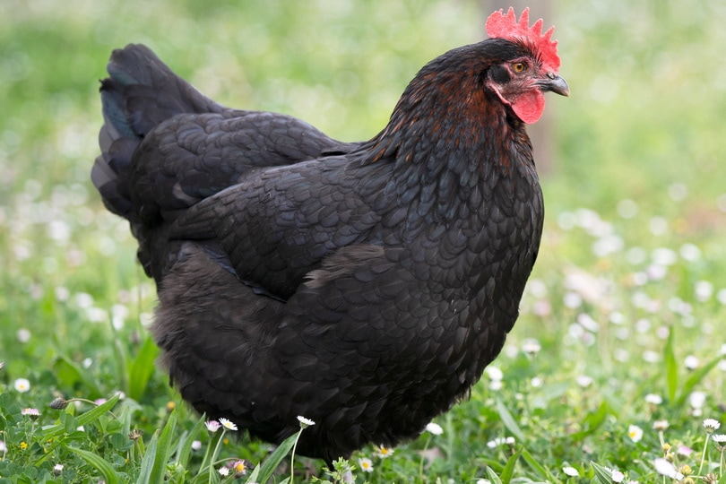 घास में काला मारन चिकन