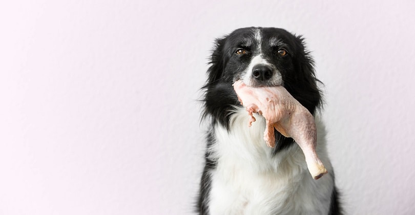 10 Common Sources of Fats for Dogs | Pet Keen