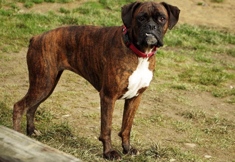 Boxer standing in the dirt
