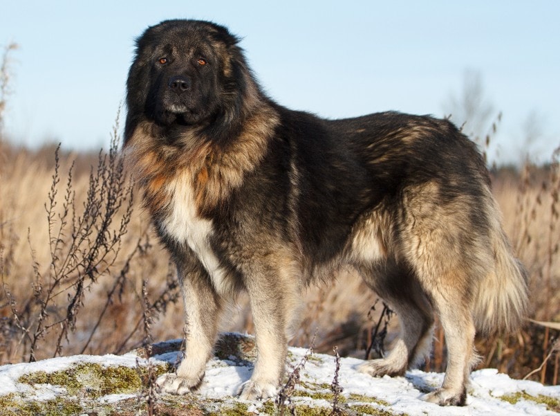 Caucasian Shepherd dog