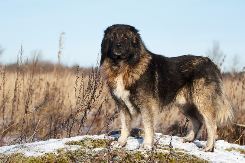 9 Russian Dogs: Breed Information & Descriptions (With Pictures) | Pet Keen