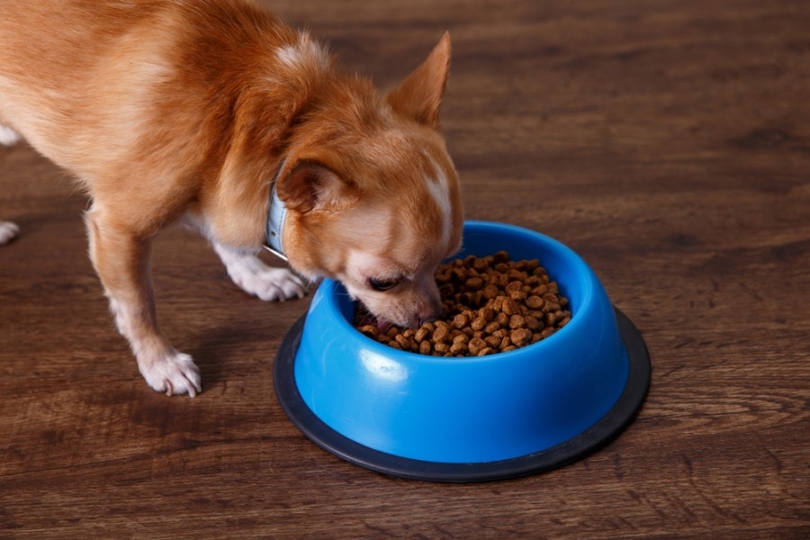 Chihuahua dog eating_tanyastock, Shutterstock