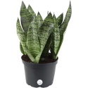 Snake Plant or Mother-in-Law’s Tongue (Sansevieria trifasciata)