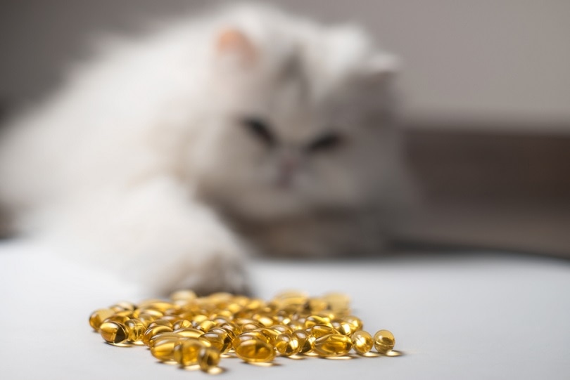 Fish Oil for Cats Benefits, Uses & Side Effects Pet Keen