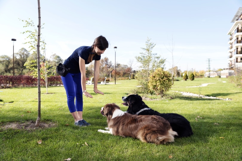 Dog training outdoor_Paya Mona_Shutterstock