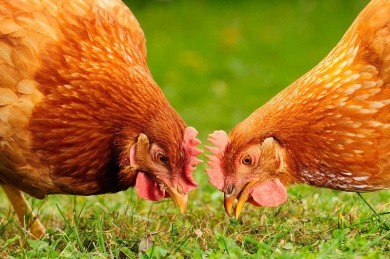 Domestic-Chickens-Eating-Grains-and-Grass_Imageman_shutterstock