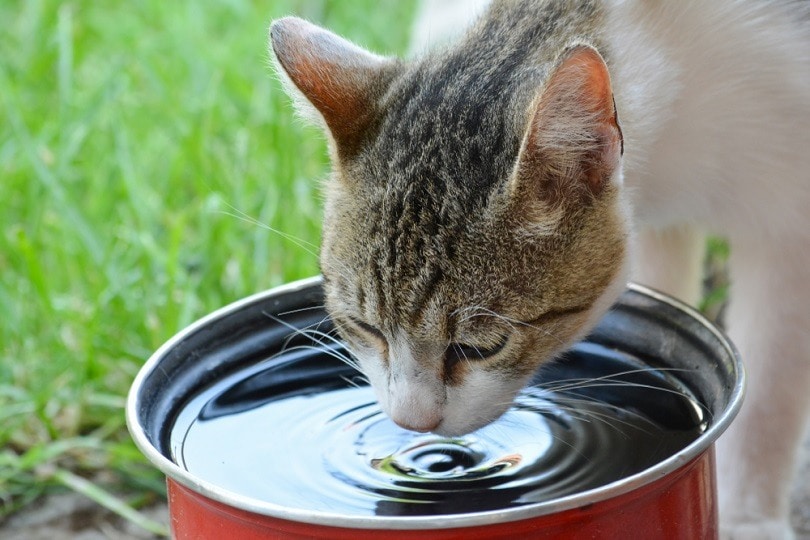 Domestic cat drinking water