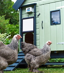 Automatic Chicken Coop Door_ChickenGuard_Amazon