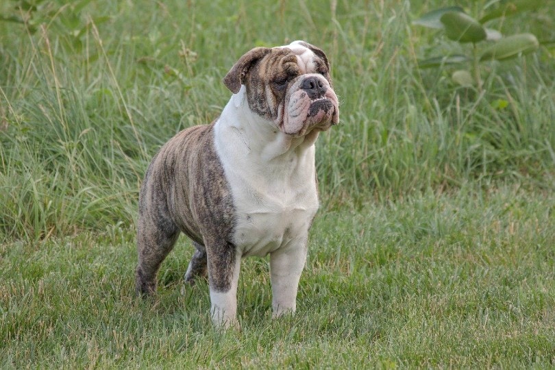 English Bulldog standing on grass