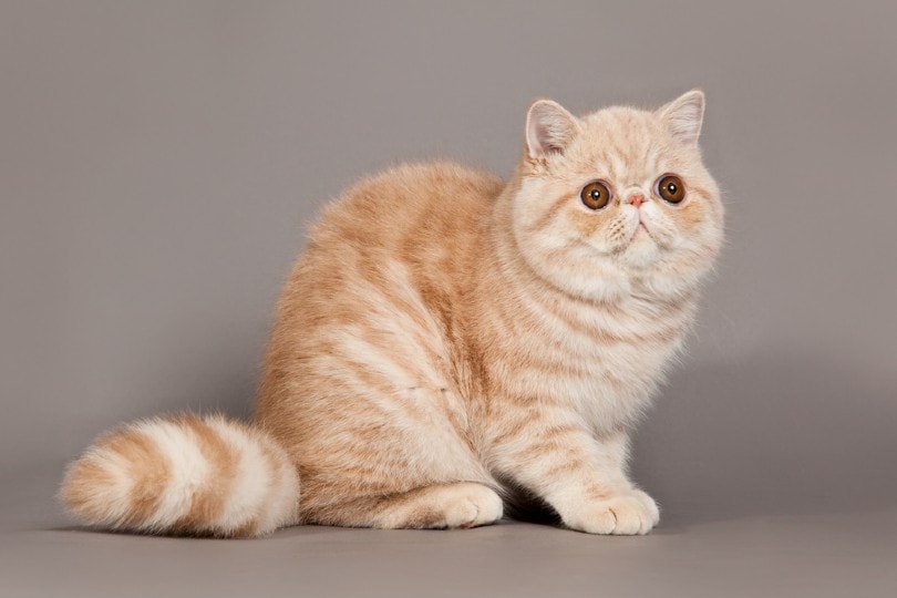 Exotic shorthair cat