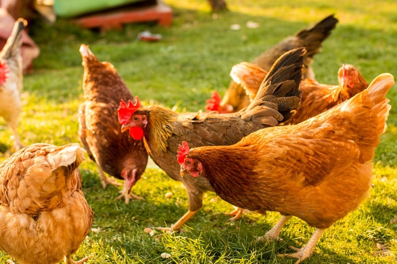 Free-range-chicken-on-an-organic-farm_Samir-Behlic_shutterstock