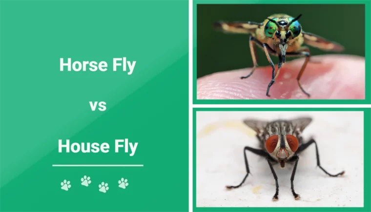 Horse Fly vs House Fly - Featured Image