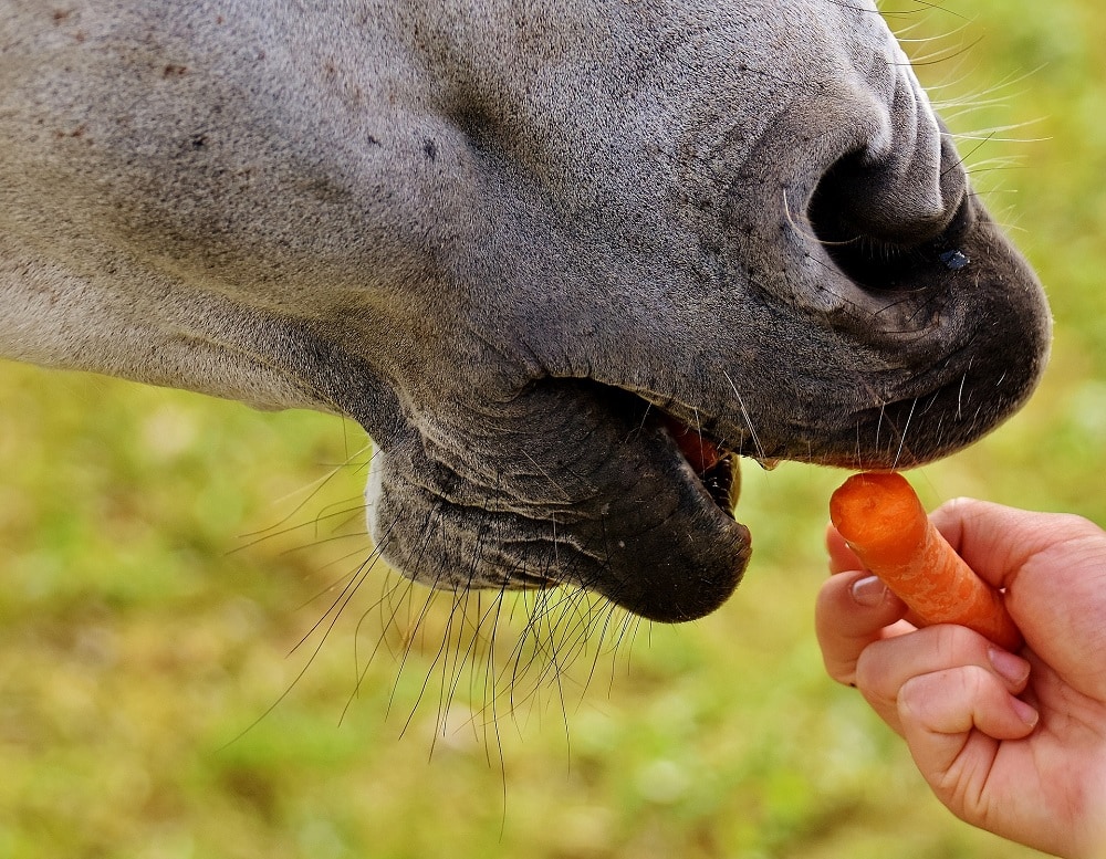 Horse eating carrots