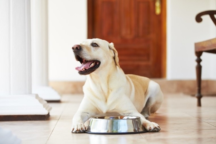 Hungry labrador with empty bowl