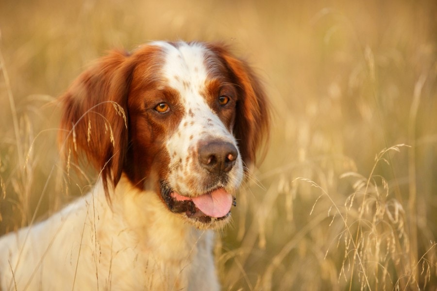 Irish Red And White Setter portrait in field Outdoor