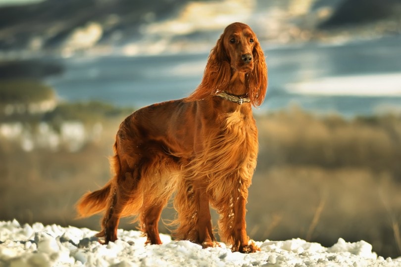 Irish red setter red dog breed