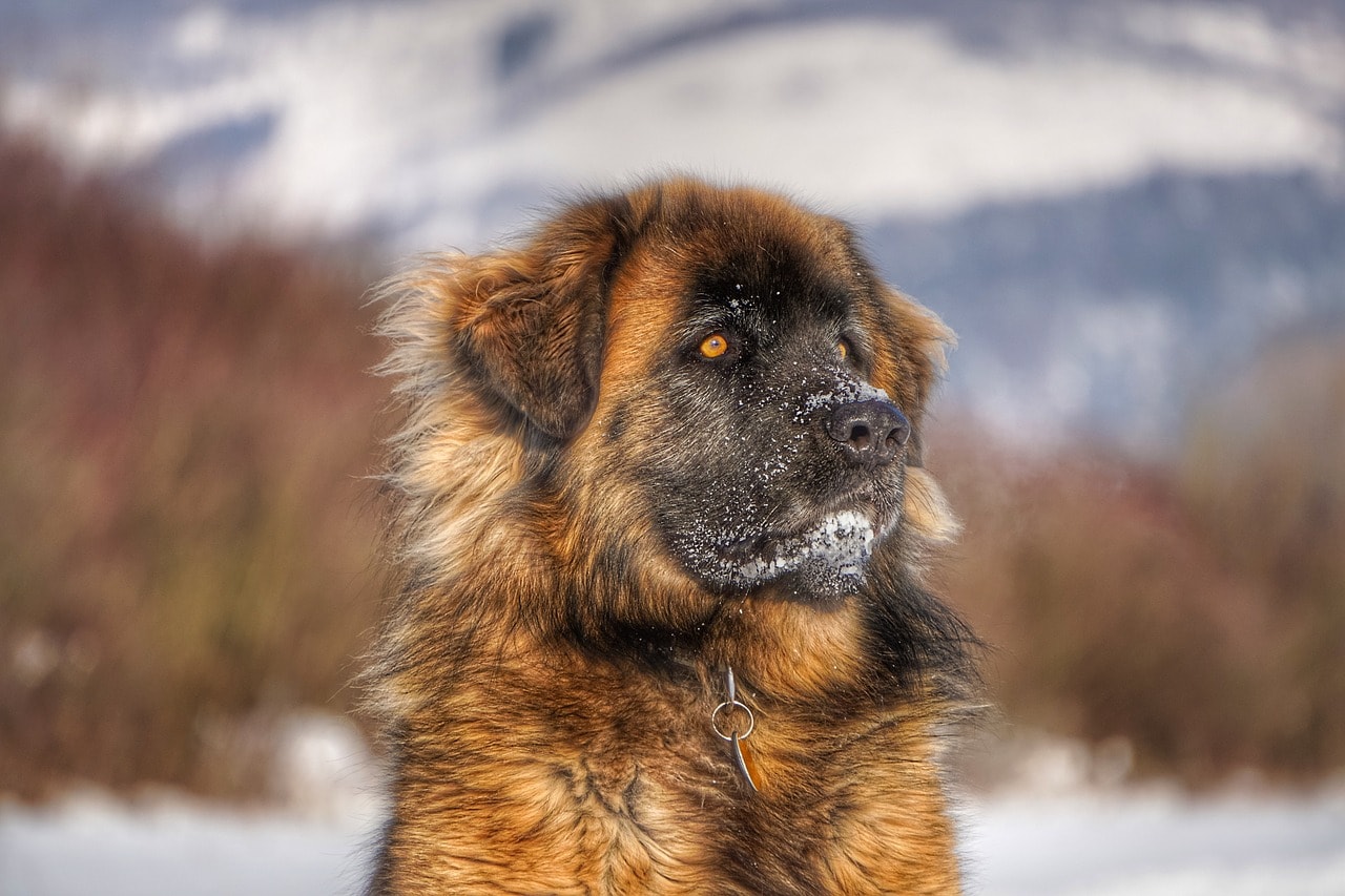 10 Mountain Dog Breeds