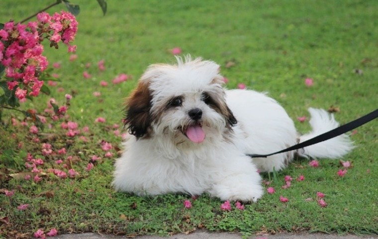 bjerg Hold sammen med Ithaca 20 Lhasa Apso Mixes (With Pictures) | Pet Keen