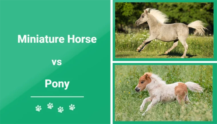 Miniature Horse vs Pony - Featured Image