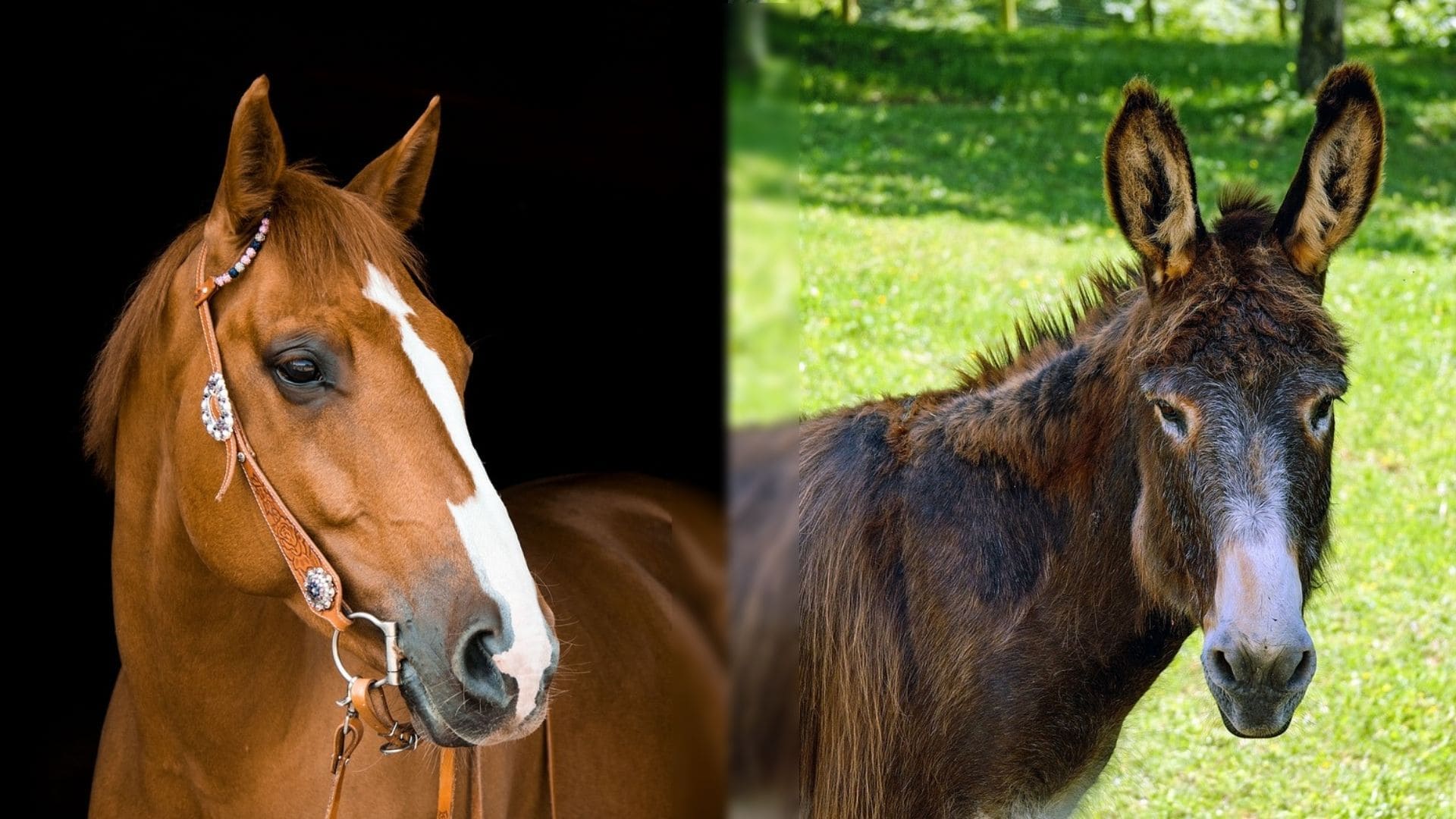 Mule-vs-Horse