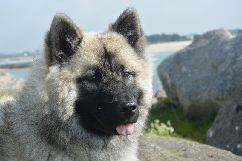 Norwegian Elkhound Dog Breed Guide: Info, Pictures, Care & More!