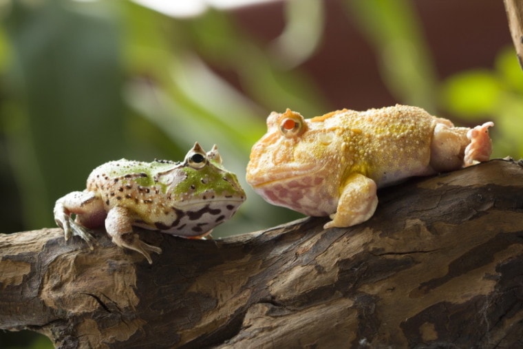 Pacman Frog_agus fitriyanto suratno_Shutterstock