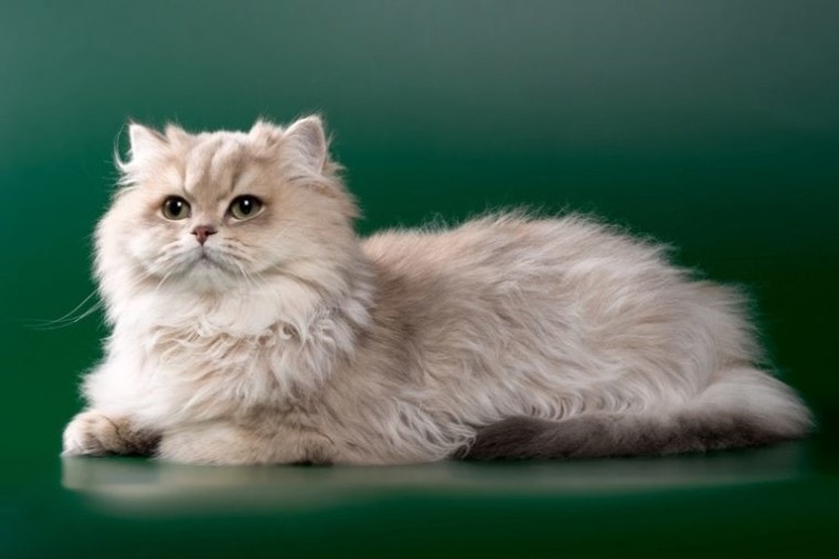 Persian cat_blue-chinchilla-with-green-eyes_OksanaSusoeva_shutterstock