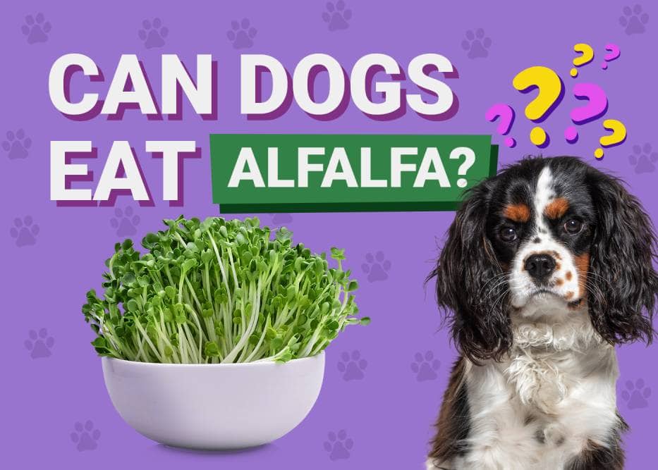can dogs eat alfalfa hay