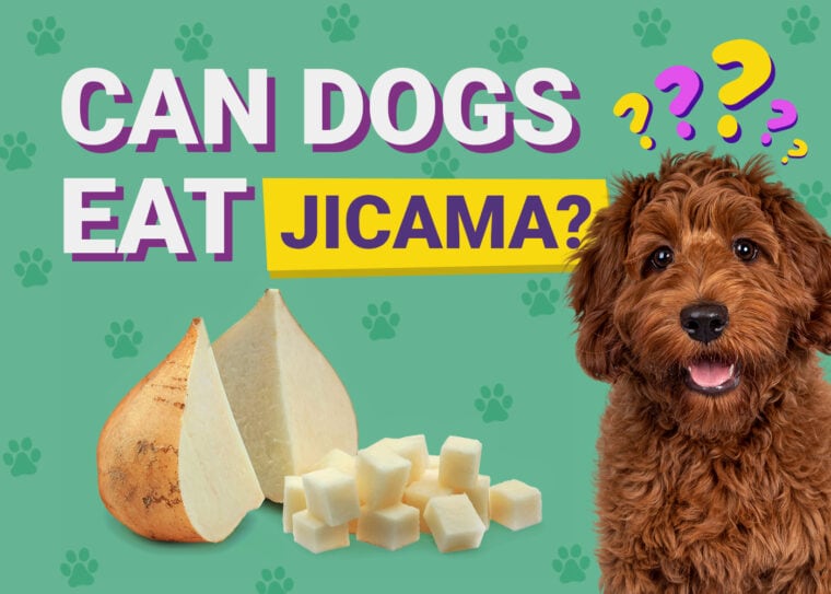 Can Dogs Eat_jicama