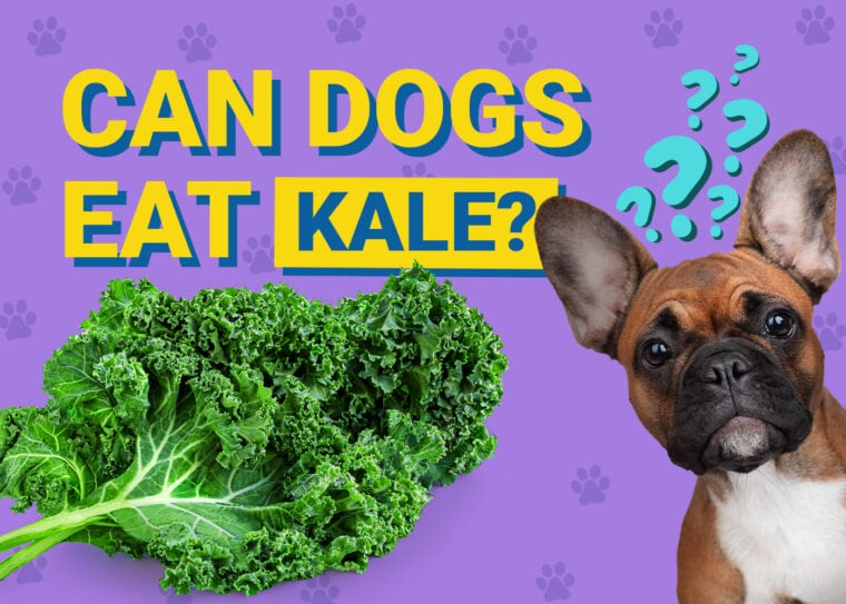 Can Dogs Eat_kale