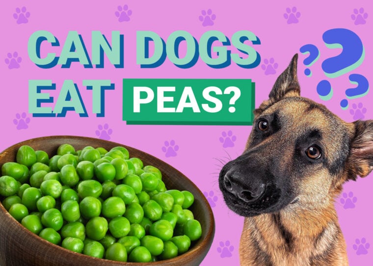 Can Dogs Eat_peas