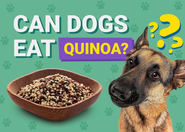 Can Dogs Eat_quinoa