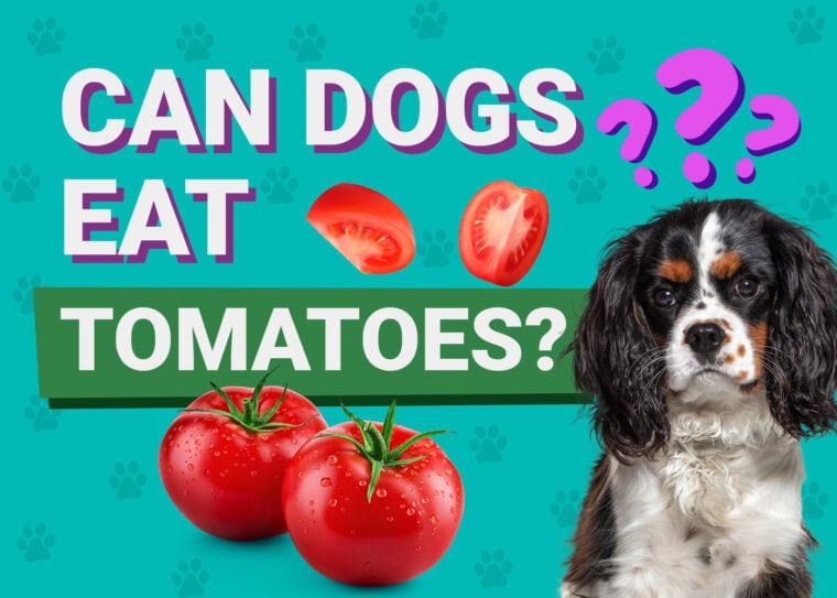 Can Dogs Eat_tomatoes