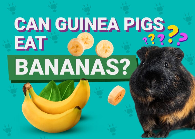 Can Guinea Pigs Eat_bananas