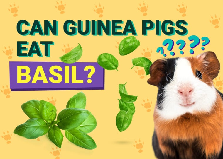 Can Guinea Pigs Eat_basil