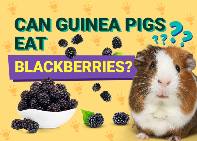 Can Guinea Pigs Eat_blackberries