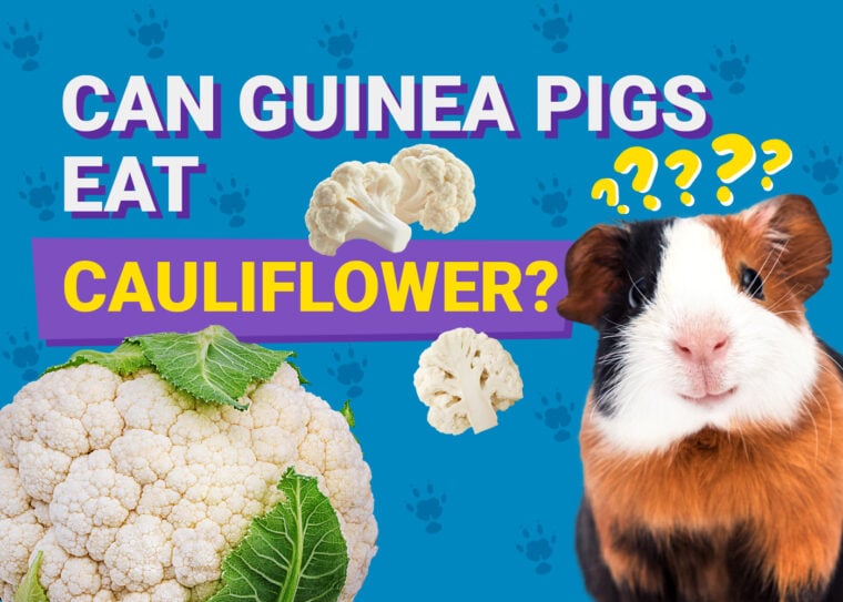Can Guinea Pigs Eat_cauliflower