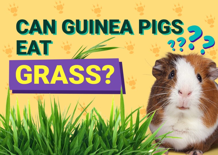 Can Guinea Pigs Eat_grass
