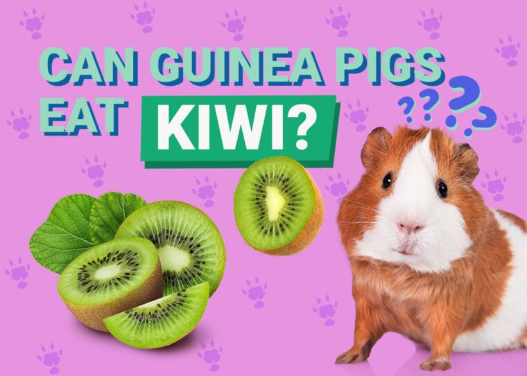 Can Guinea Pigs Eat_kiwi