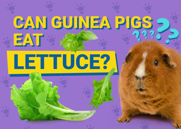 Can Guinea Pigs Eat_lettuce