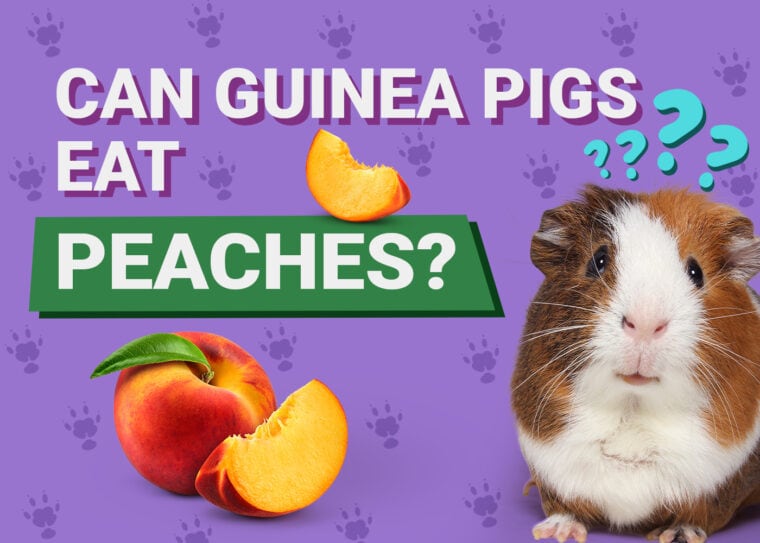 Can Guinea Pigs Eat_peaches
