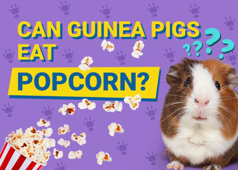 Can Guinea Pigs Eat_popcorn